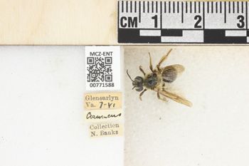Media type: image;   Entomology 771588 Aspect: Labels